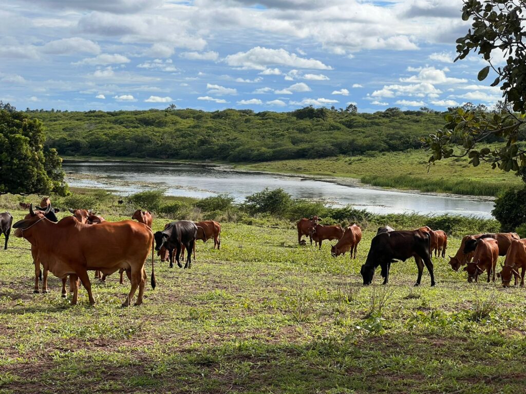 Fazenda Sindi Brasil Verde