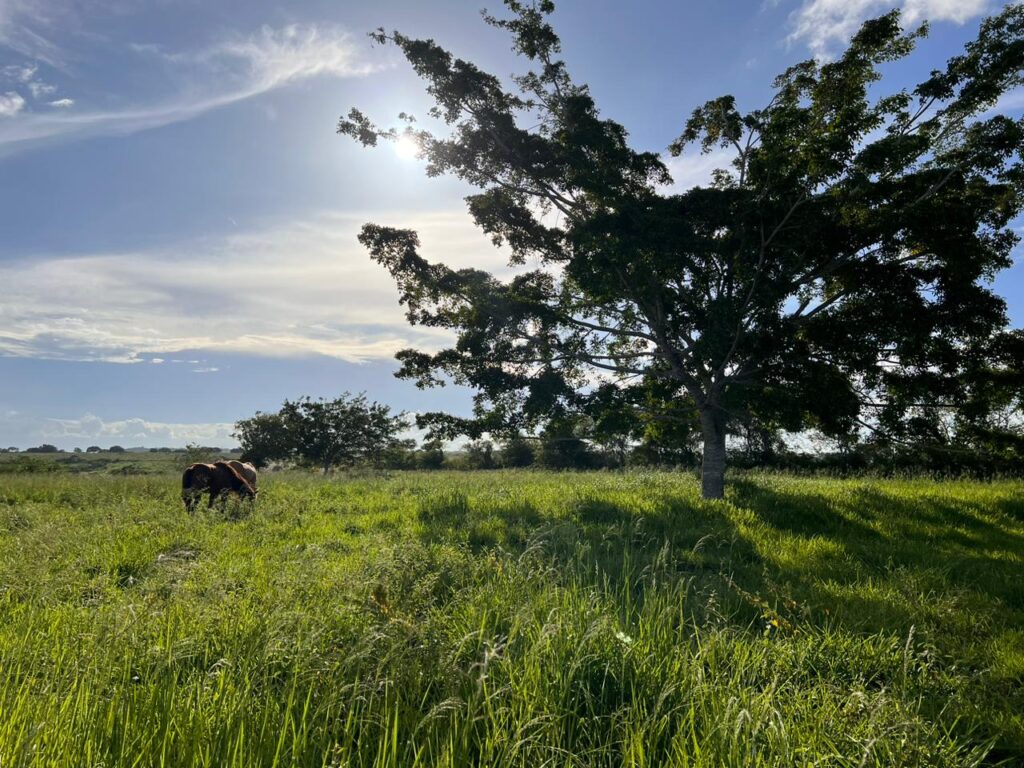 Sobre a Nossa Fazenda