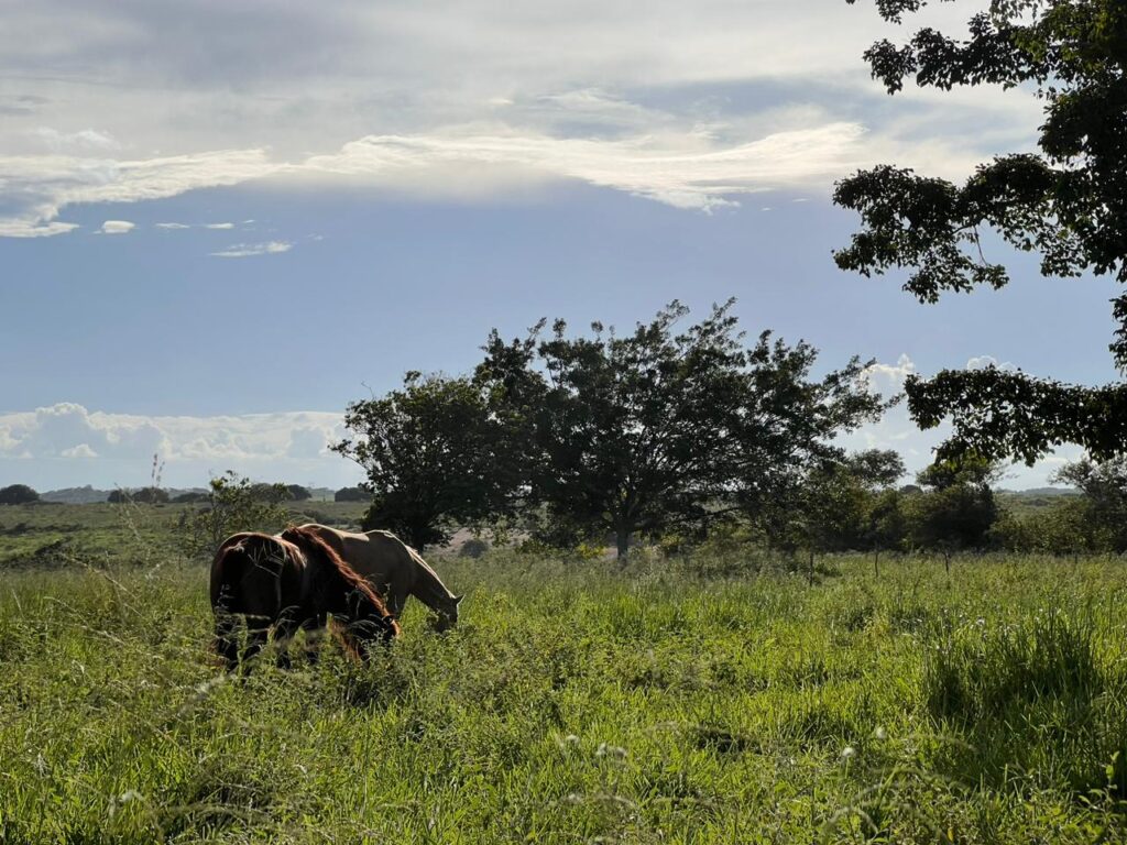 Sobre a Nossa Fazenda