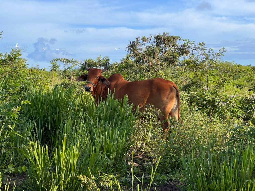 Fazenda Sindi Brasil Verde