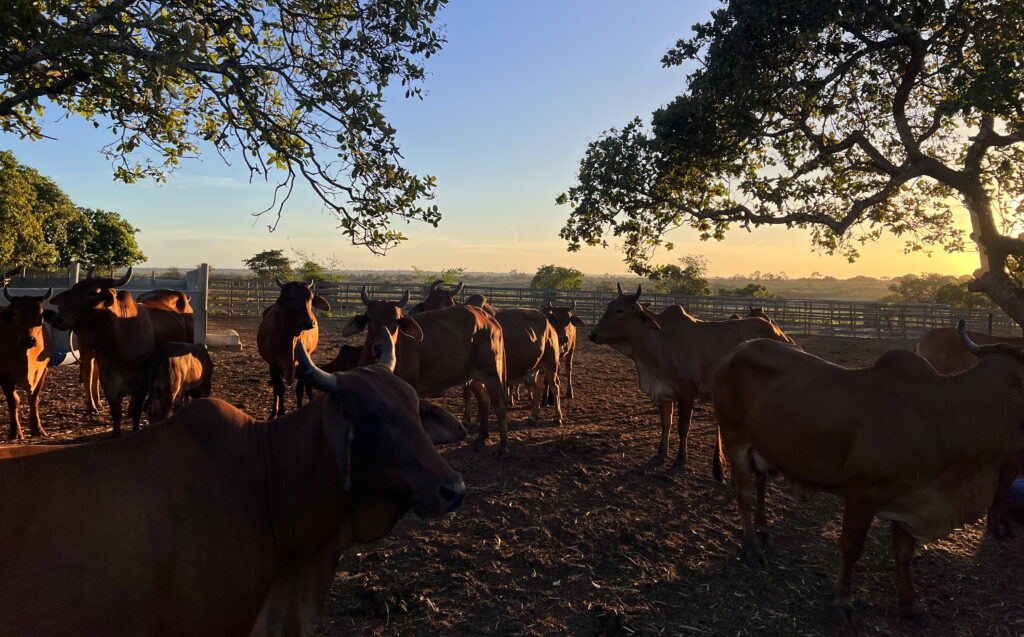 Fazenda Sindi Brasil Verde