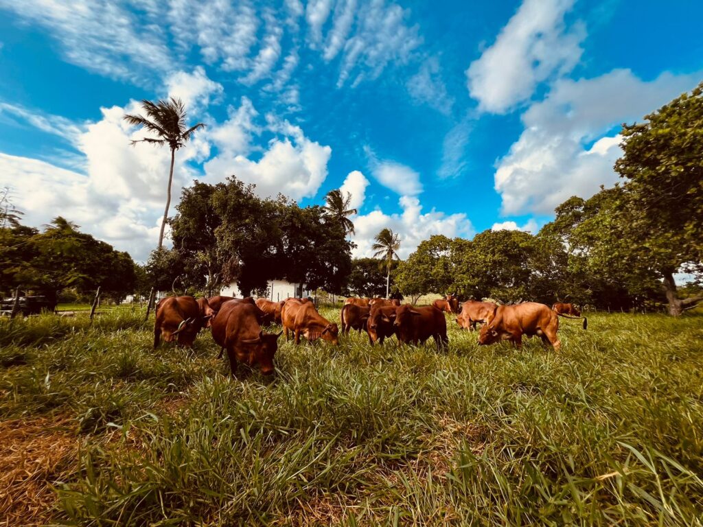 Fazenda Sindi Brasil Verde