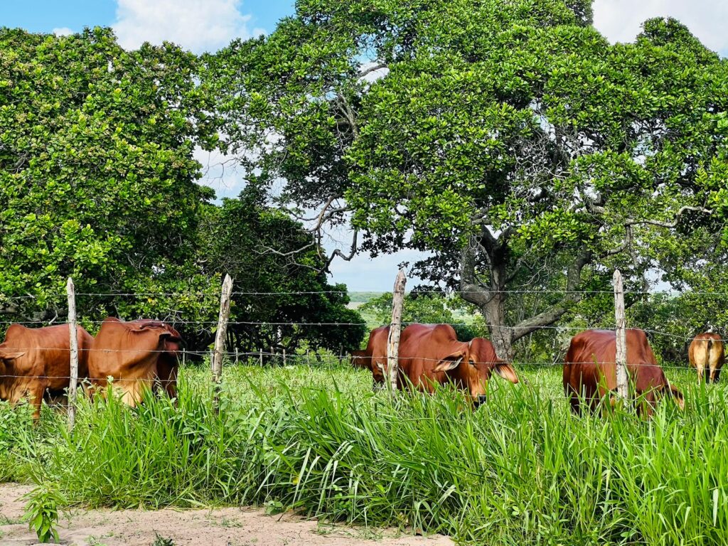 Sobre a Nossa Fazenda