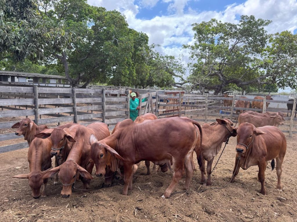 Fazenda Sindi Brasil Verde