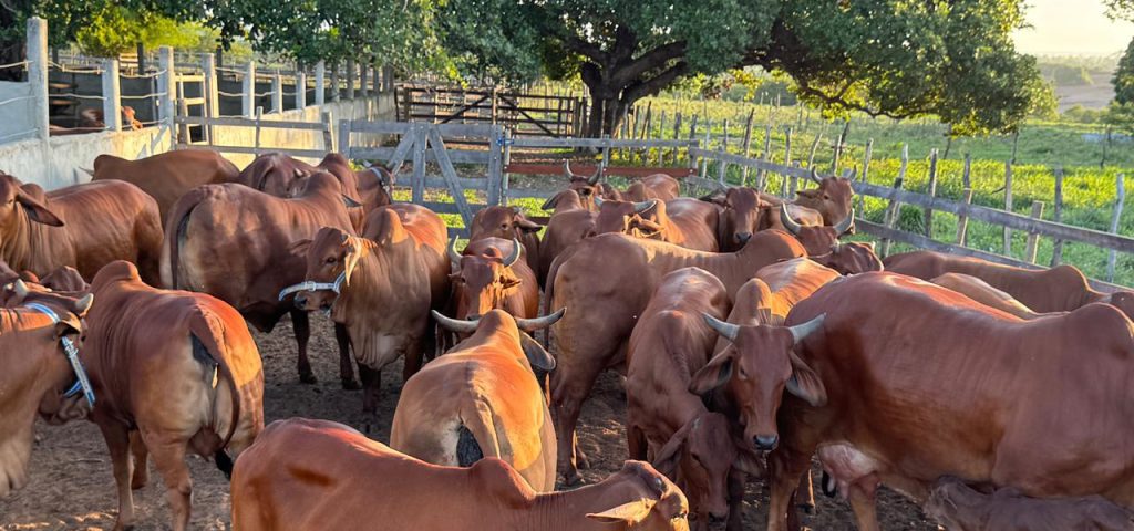 Fazenda Sindi Brasil Verde