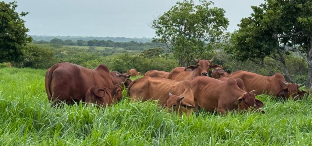 Fazenda Sindi Brasil Verde